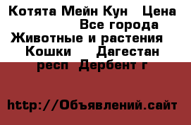 Котята Мейн Кун › Цена ­ 15 000 - Все города Животные и растения » Кошки   . Дагестан респ.,Дербент г.